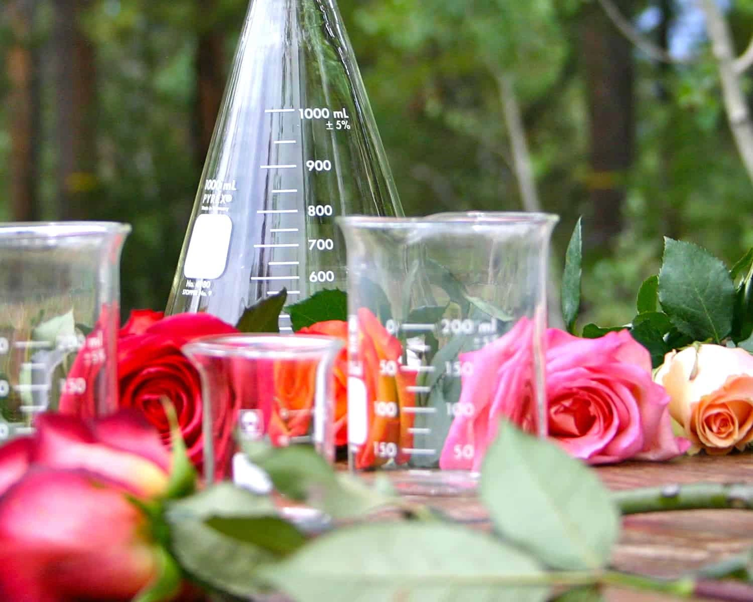 Scientific beakers with roses