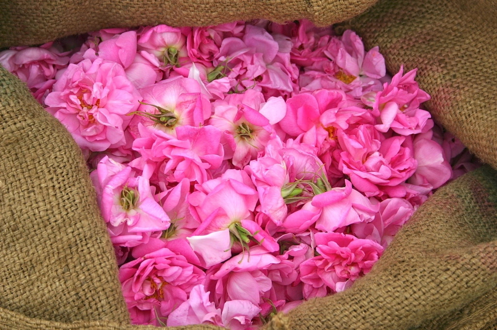 Pink rose petals in a burlap sack